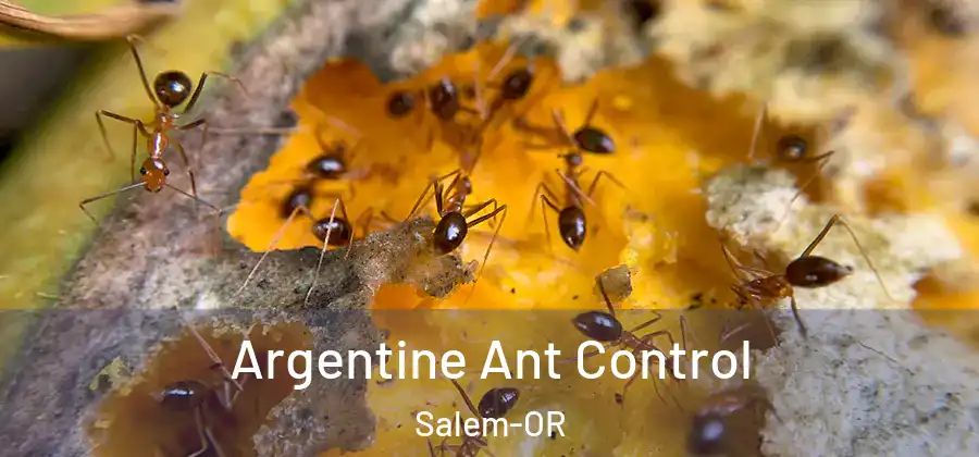 Argentine Ant Control Salem-OR