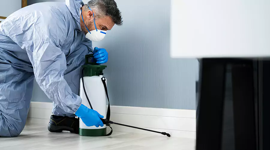 Why You Keep Seeing Ants in Your Kitchen or Bathroom