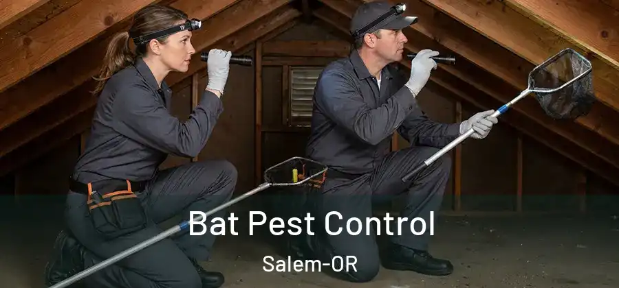 Bat Pest Control Salem-OR