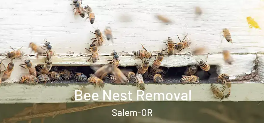 Bee Nest Removal Salem-OR