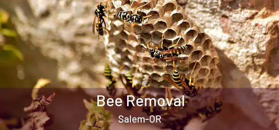 Bee Removal Salem-OR