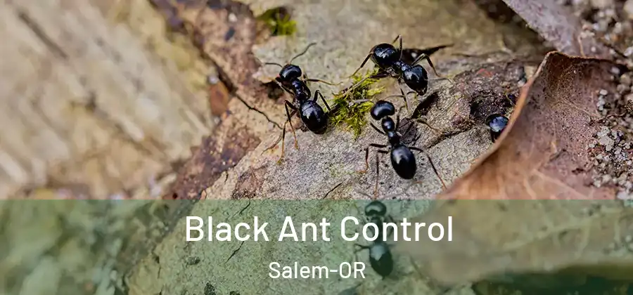  Black Ant Control Salem-OR