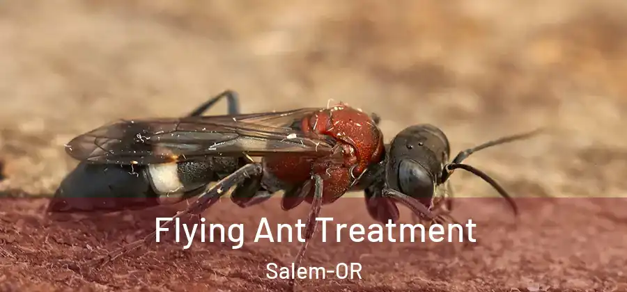  Flying Ant Treatment Salem-OR