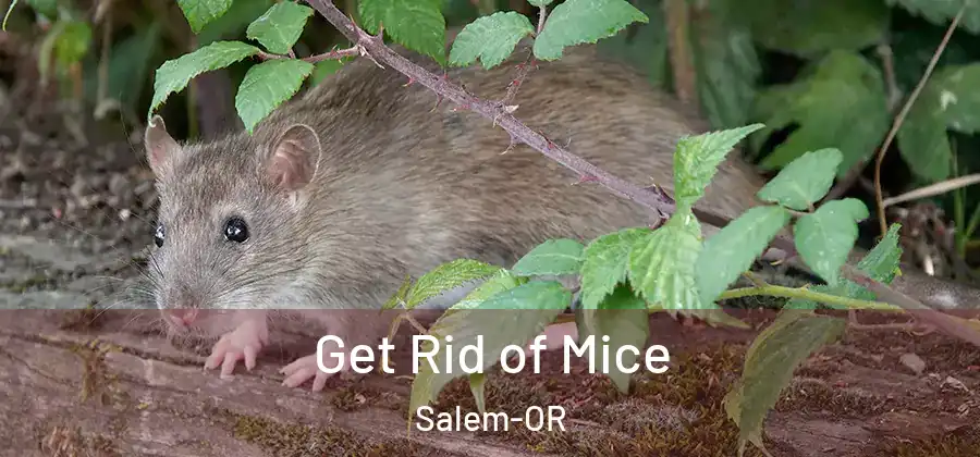 Get Rid of Mice Salem-OR