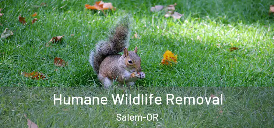 Humane Wildlife Removal Salem-OR