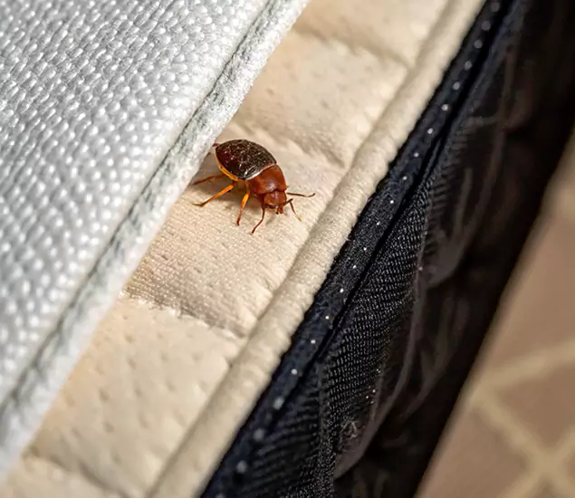 Bed Bug Exterminator Experts You Can Trust in Salem, OR