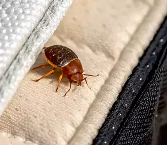 Trusted Bed Bug Prevention Specialists in Salem, OR