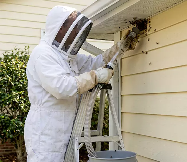 Your Affordable Bee Removal Company in Salem, OR