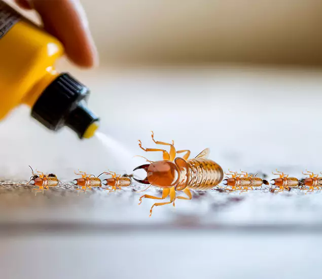 Reliable Bora Care Termite Experts in Salem, OR
