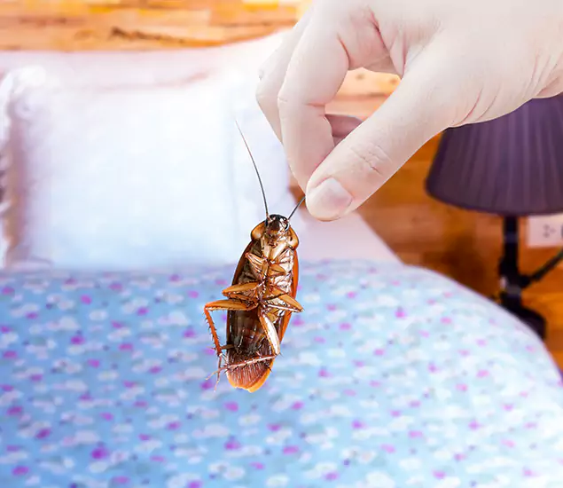 Expert Roach Control Services: Your Cockroach Pest Control in Salem, OR