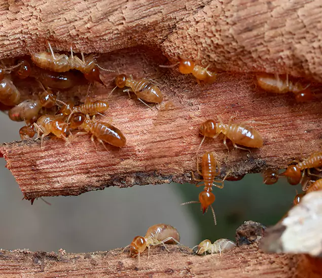 About Our Drywood Termite Treatment Experts in Salem, OR