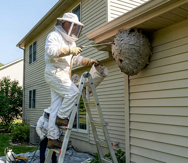 Expert Wasp Nest Removal: Your Local Wasp Nest Removal Company in Salem, OR