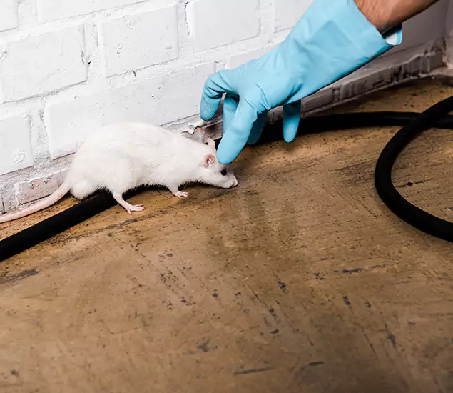 Trusted Mouse Exterminator: Your Rodent Control Company in Salem, OR