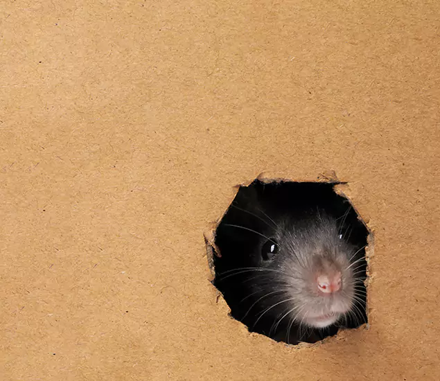 Rats in Attic Removal Experts in Salem, OR