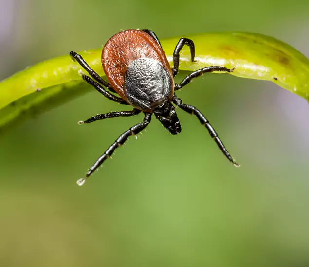 Your Trusted Tick Pest Control in Salem, OR