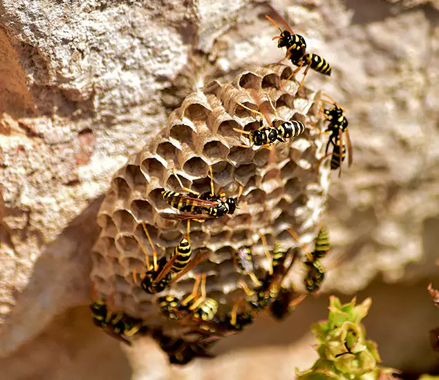 Your Best Wasp Removal Company in Salem, OR