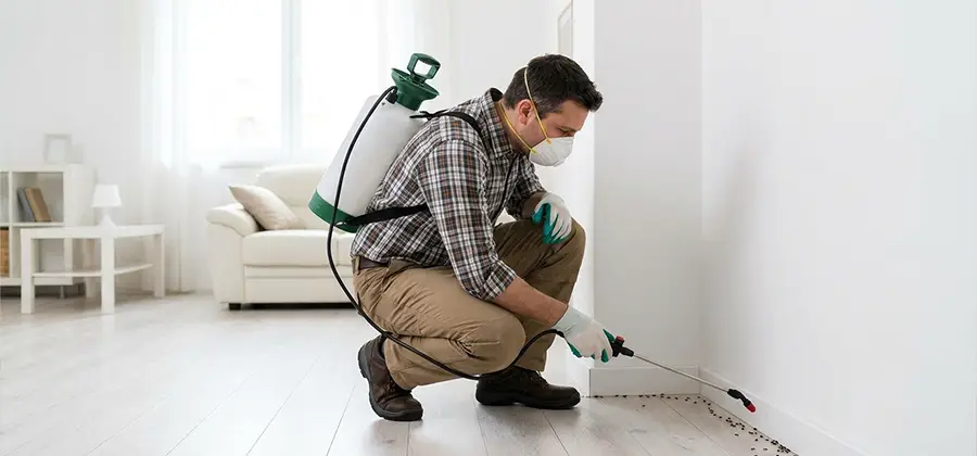 Seasonal Ant Infestation Control in Salem