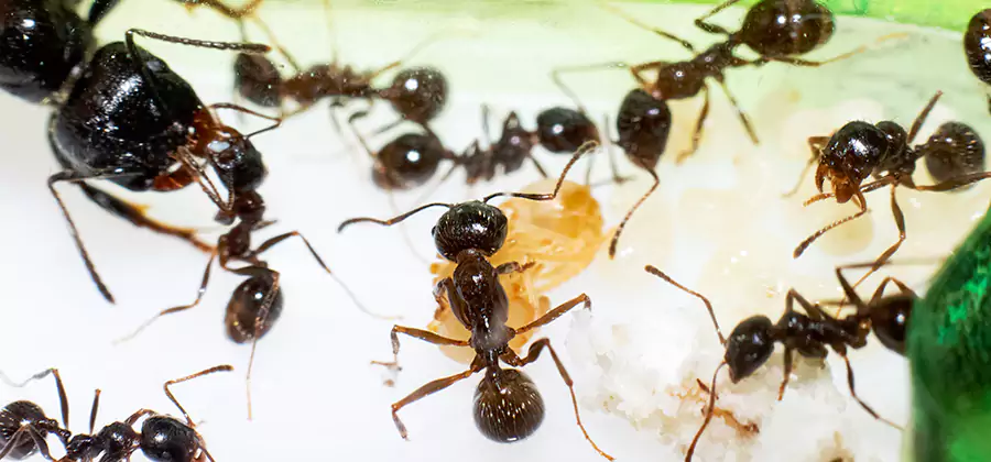 Argentine Ant Barrier Treatment in Salem