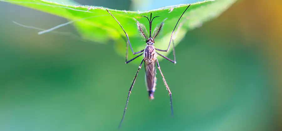 Natural Mosquito Spray for Yard in Salem