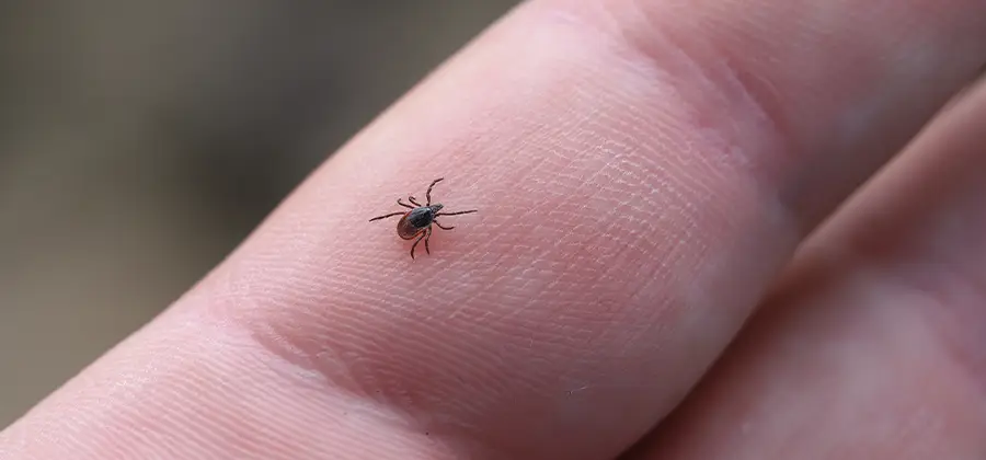 Infection Prevention for Bed Bug Bites in Salem