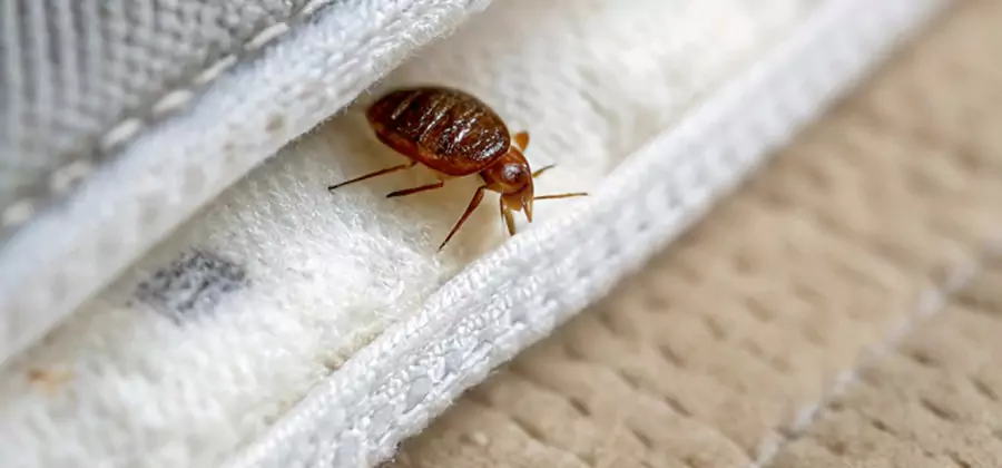Tenting Bed Bug Fumigation in Salem
