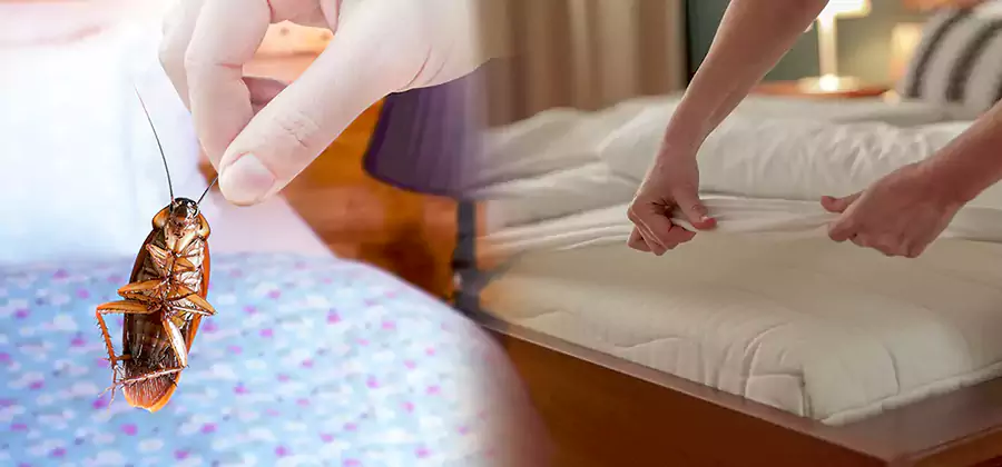 Bed Bug Home Extermination Service in Salem