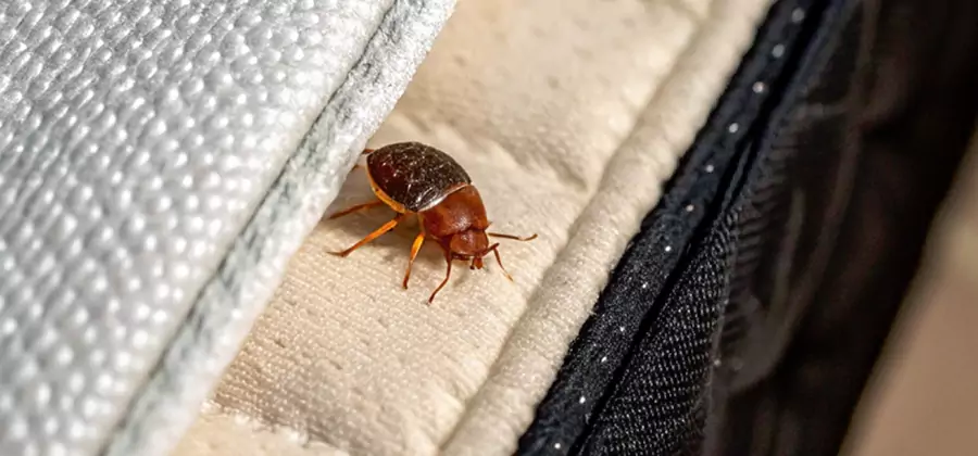 Commercial Bed Bug Control in Salem