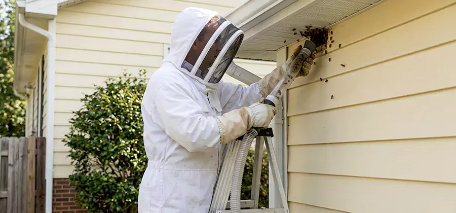 Ground Bee Removal in Salem