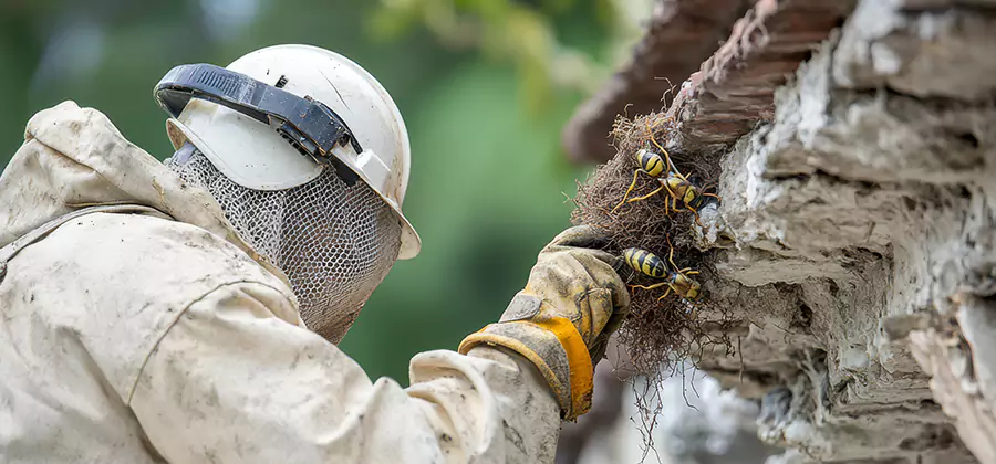 Bee and Wasp Hornet Removal in Salem