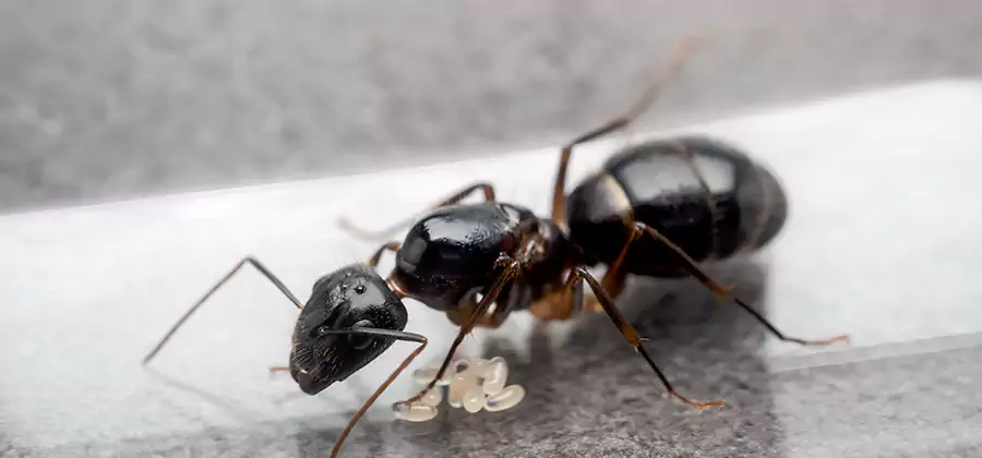 Black Ants in Kitchen Elimination in Salem