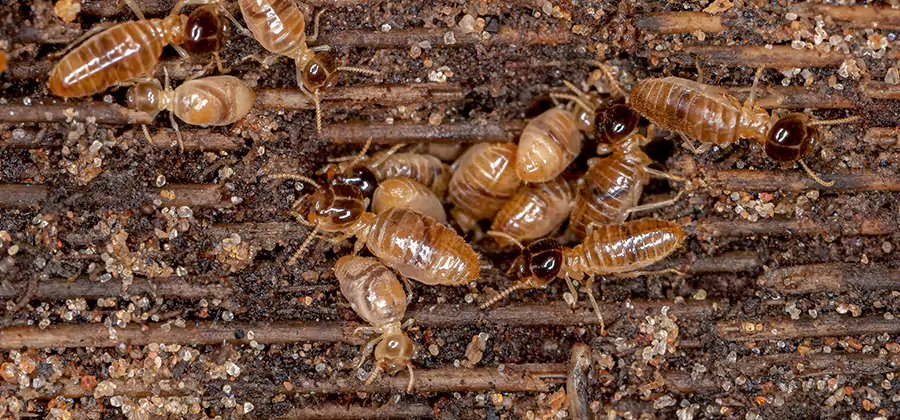 Bora Care Residential Termite Control in Salem