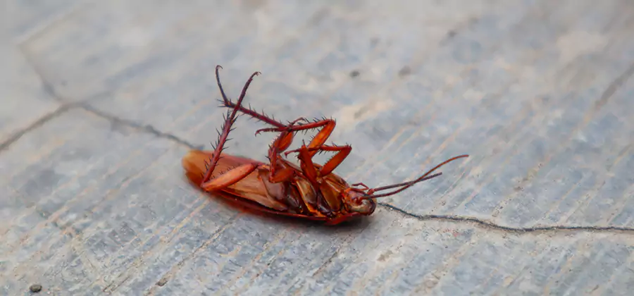 Cockroach Eradication for Commercial Properties in Salem