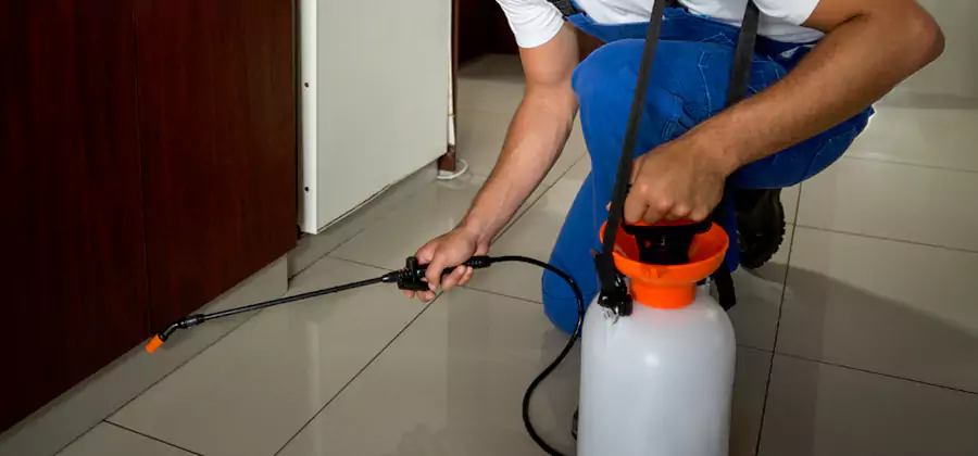 Palmetto Bug Exterminator in Salem