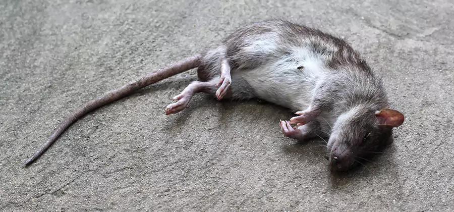 Dead Rat Disposal in Salem