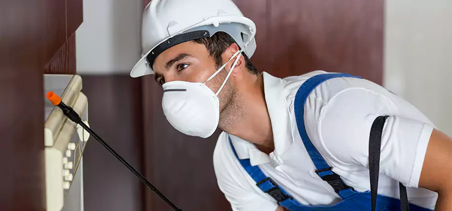 Injection Foam Treatment for Drywood Termites in Salem