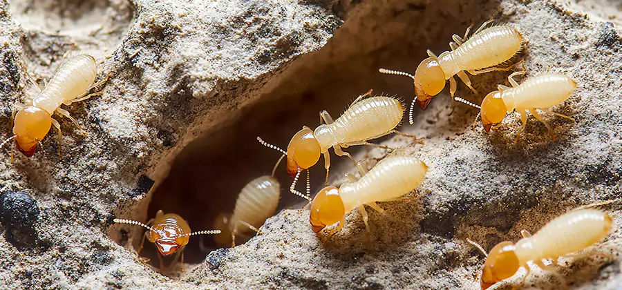Termite Exterminator Services in Salem