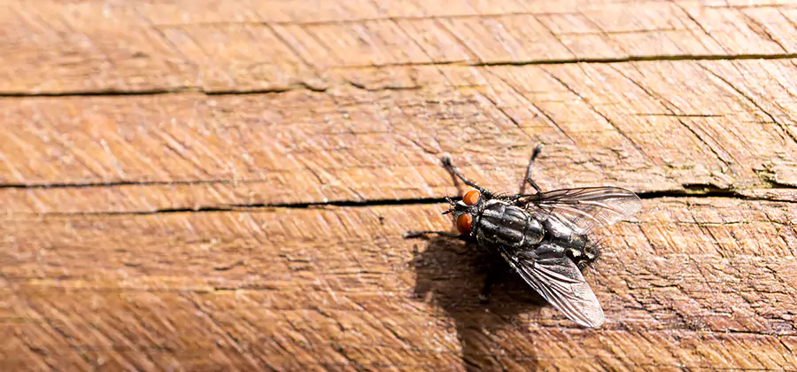 Flying Ant Barrier Treatment in Salem