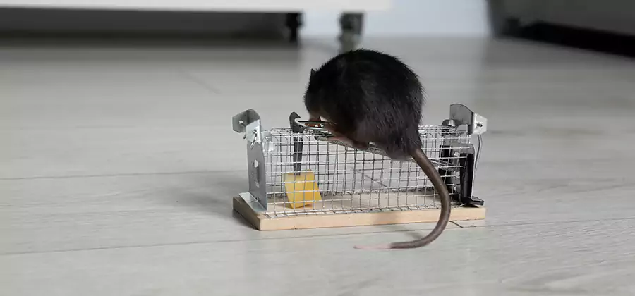 Mice in Attic Removal Salem