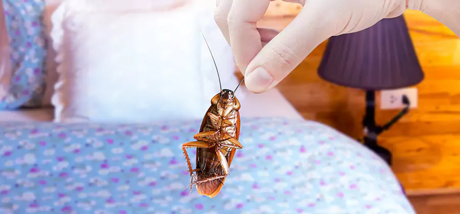 Fast Roach Elimination in Salem