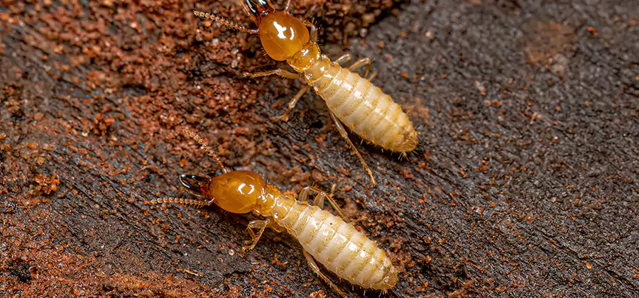 Structural Heat Termite Treatment in Salem