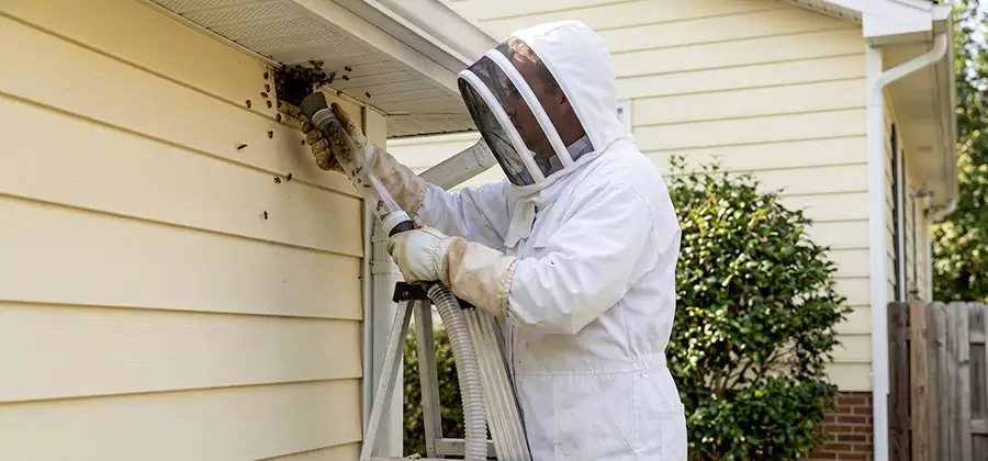 Wasp Nest in Wall Removal in Salem