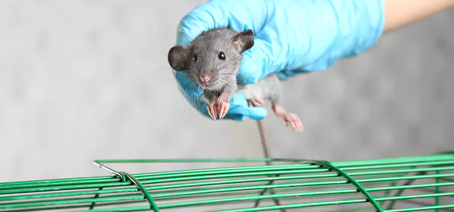Humane Rat Trapping in Salem
