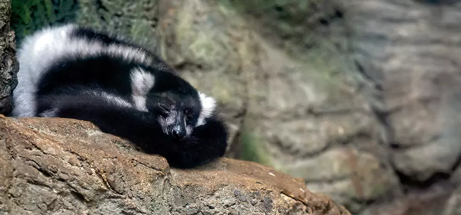 Humane Skunk Removal in Salem