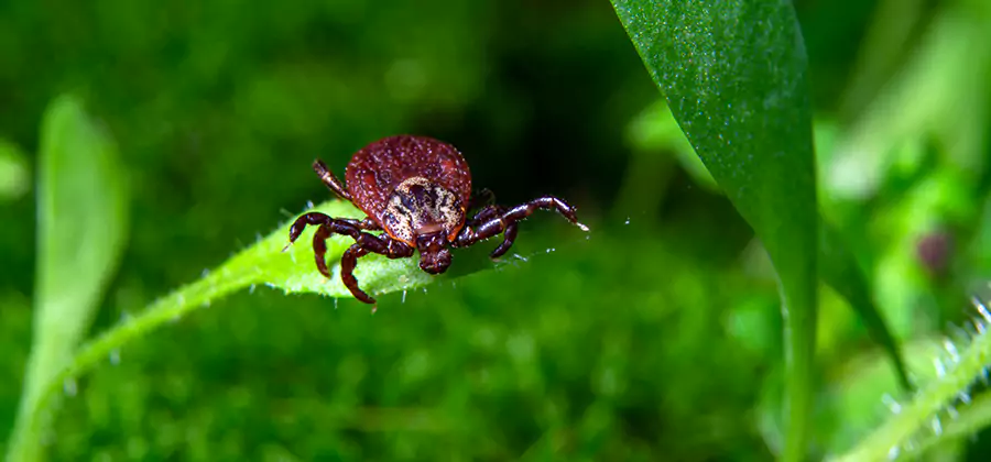 Tick Prevention for Yard in Salem