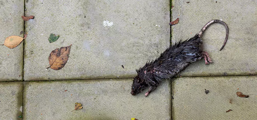 Mice in the Attic Removal in Salem