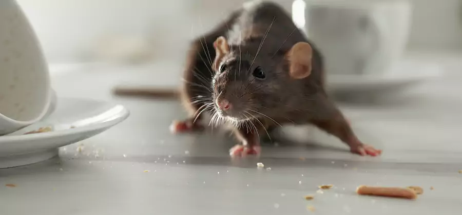 Rodent Feces Removal in Salem