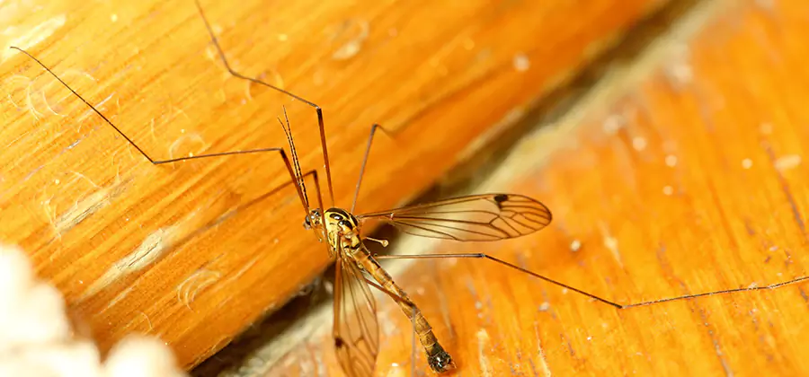 Exterior Mosquito Control in Salem