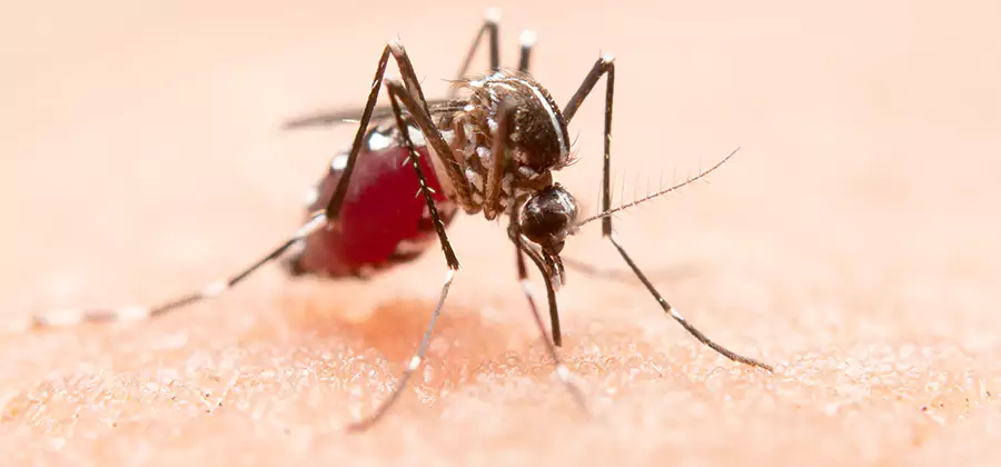 Indoor Mosquito Killer and Interior Control in Salem