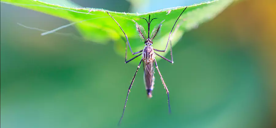 Pest and Mosquito Control for Yard and Patio in Salem