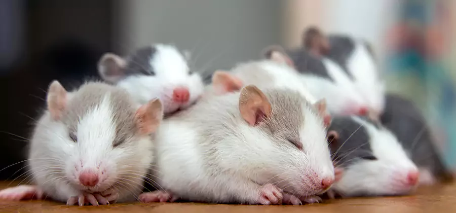 Salem Pet Safe Mice Control